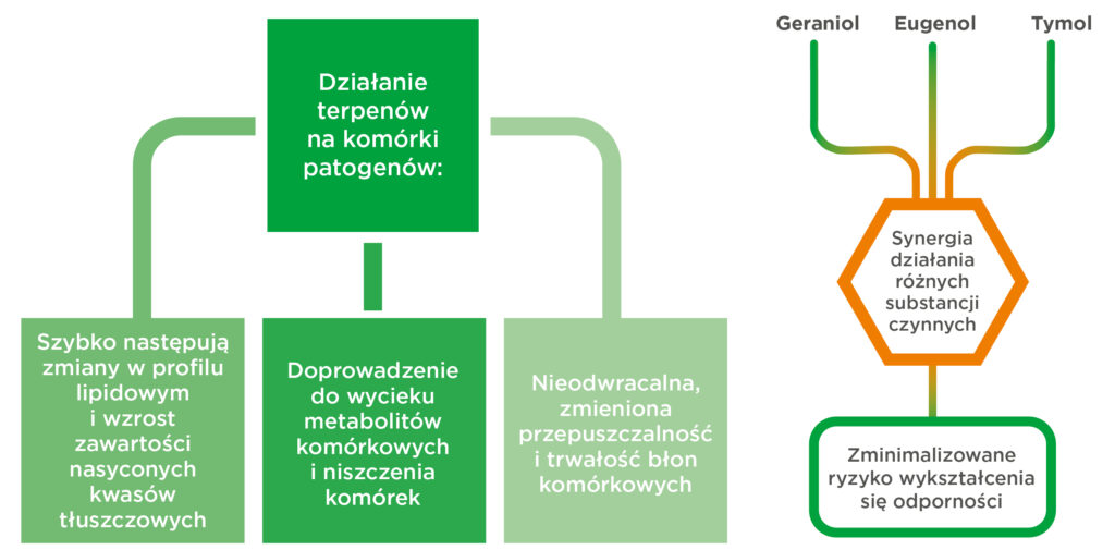 działanie terpenów