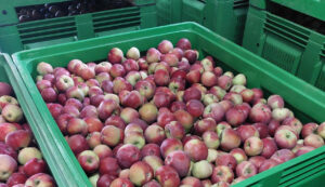 Zabezpieczenie owocow przed chorobami przechowalniczymi