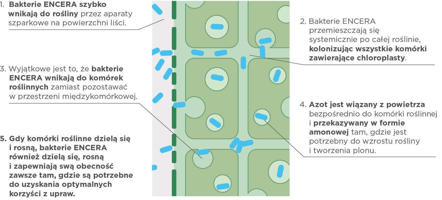 bakterie azotowe Gluconacetobacter diazotrophicus