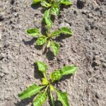 https://katalogsumiagro.pl/azot-dla-burakow-cukrowych-potrzebne-dodatkowe-zrodlo/