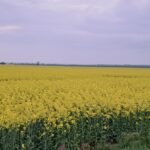 Zabiegi na opadanie płatków rzepaku