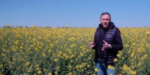 Jaki fungicyd na opadanie płatka w rzepaku wybrać?