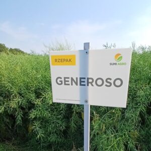 Jak dobrać odmianę rzepaku do siewu?