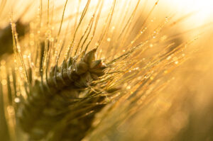 Porastanie ziarna w kłosach