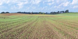 Szkodniki rzepaku w woj. kujawsko-pomorskim