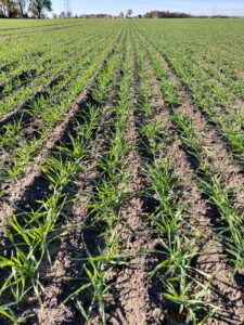 Mszyce w pszenicy jesienią – konieczny zabieg insektycydowy