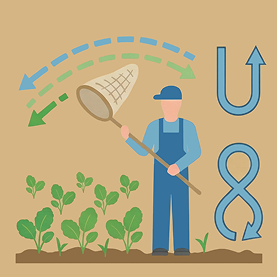 czerpakowanie rzepaku krok 1