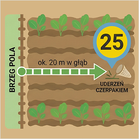 czerpakowanie rzepaku krok 2