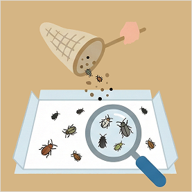 czerpakowanie rzepaku krok 3