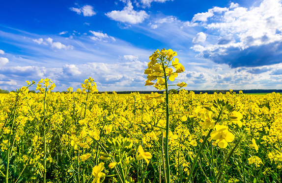 postaw na oryginał pole rzepaku