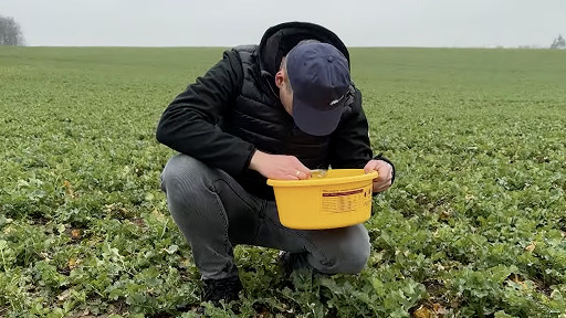 zobacz wideo jak monitorować i zwalczać wiosenne szkodniki rzepaku?