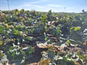 Szkodniki łodygowe w rzepaku: rośnie zagrożenie na pograniczu woj. kujawsko-pomorskiego i warmińsko-mazurskiego