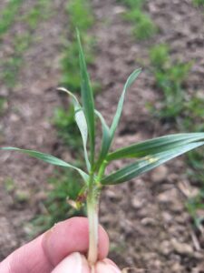 Zabieg T1 w pszenicy: jak chronić fundamenty przyszłego plonu?