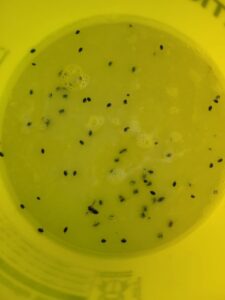 Zwalczanie chowaczy łodygowych w rzepaku: alert dla powiatu mieleckiego