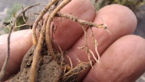 Biostymulacja truskawek – dlaczego to działa?