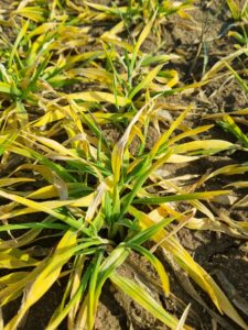 Ochrona jęczmienia ozimego: dwutorowa strategia na start wiosennej wegetacji