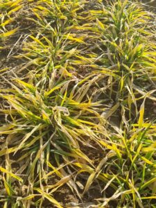 Ochrona jęczmienia ozimego: dwutorowa strategia na start wiosennej wegetacji