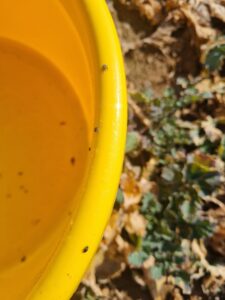 Ochrona rzepaku przed szkodnikami: co sygnalizuje nalot chowaczy i słodyszka?