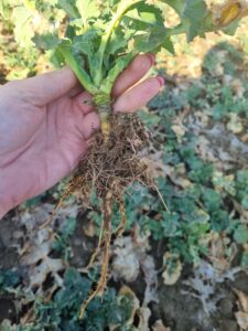 Ochrona rzepaku przed szkodnikami: co sygnalizuje nalot chowaczy i słodyszka?