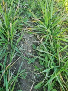 Wiosenne odchwaszczanie pszenicy: jak naprawić jesienne problemy?