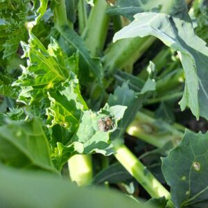 Ochrona rzepaku w czasie suszy: plan ratunkowy na Dolnym Śląsku