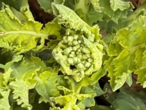 Zwalczanie słodyszka w rzepaku: alert na Dolnym Śląsku!