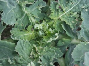 Zwalczanie słodyszka w rzepaku: alert na Dolnym Śląsku!