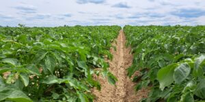 Zwalczanie chwastów w ziemniaku bez metrybuzyny. Dlaczego mocna doglebówka to fundament?