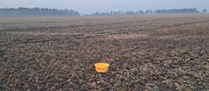 Chowacze w rzepaku na Dolnym Śląsku