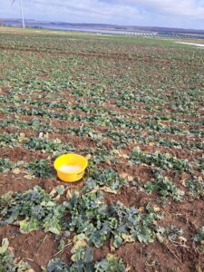 Szkodniki rzepaku – ruszamy z monitoringiem na Pomorzu