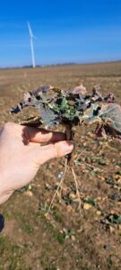 Rzepak na Dolnym Śląsku: 3 kroki na start – ochrona, regeneracja i nawożenie borem