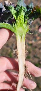 Rzepak na Dolnym Śląsku: 3 kroki na start – ochrona, regeneracja i nawożenie borem