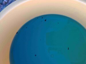 Pierwsze naloty chowaczy na Podlasiu – alert dla plantatorów rzepaku