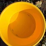 Wiosenna ochrona rzepaku przed szkodnikami: raport z północnego wschodu Polski