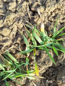 Zabieg T1 w jęczmieniu