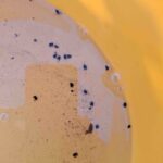 Wiosenna ochrona rzepaku przed szkodnikami: raport z północnego wschodu Polski