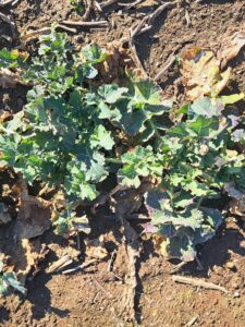 Wiosenna ochrona rzepaku: raport z monitoringu na Pomorzu