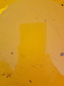 Wiosenna ochrona rzepaku: raport z monitoringu na Pomorzu