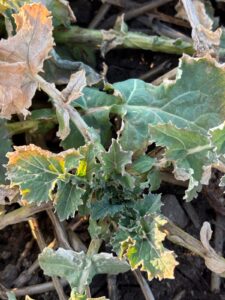 Ochrona rzepaku w powiecie pyrzyckim: analiza ryzyka na starcie wegetacji