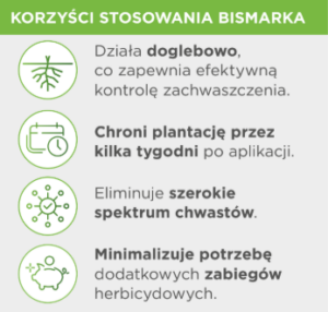 Zwalczanie chwastów w ziemniaku bez metrybuzyny. Dlaczego mocna doglebówka to fundament?
