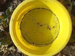 Chowacze w rzepaku na Dolnym Śląsku