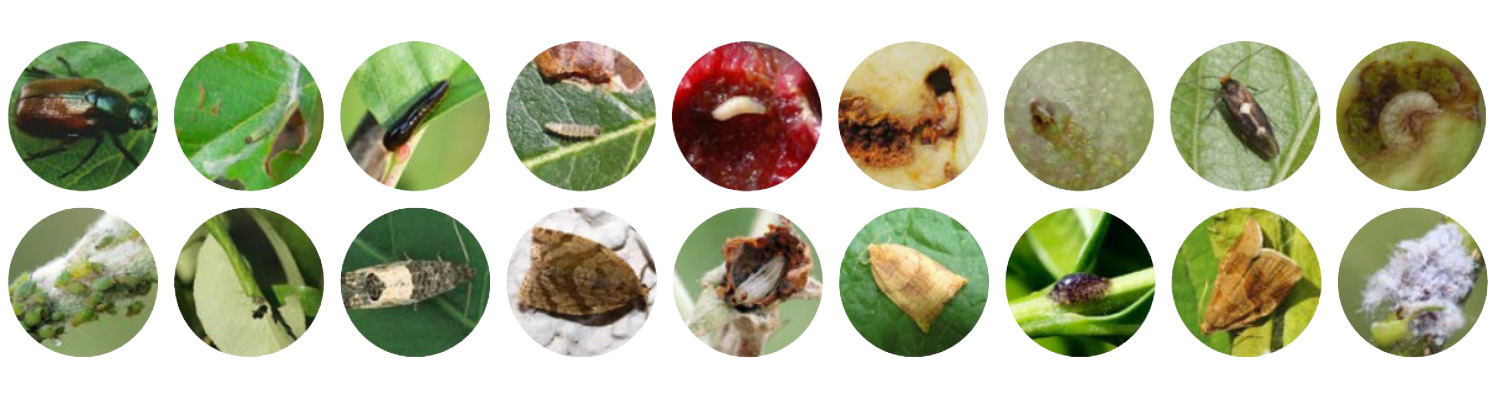 Porównanie produktów acetamiprydowych