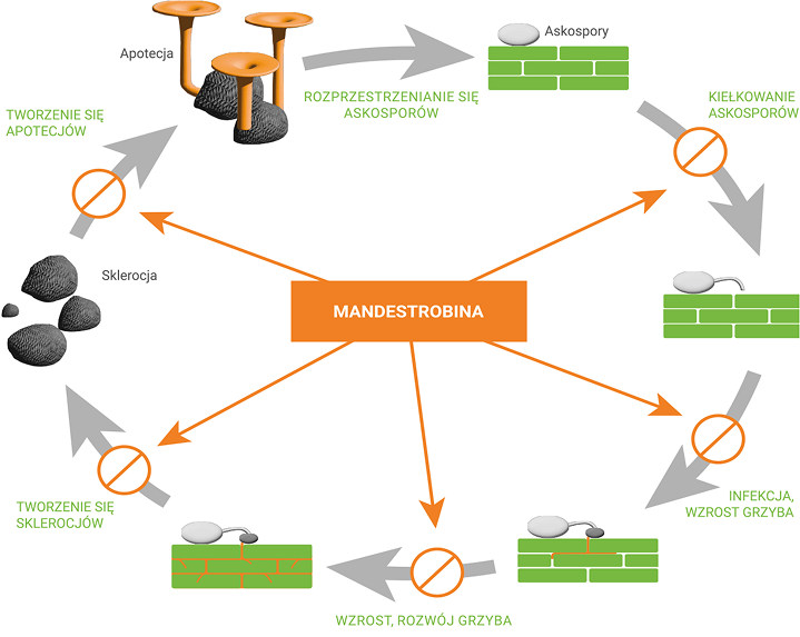 nabana plus mandestrobina