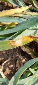 Wiosenna ochrona jęczmienia – kiedy podjąć decyzję o zabiegu T1?