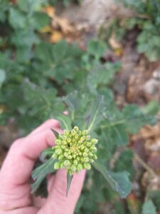 Szkodniki rzepaku atakują na poletkach UWM w Bałcynach