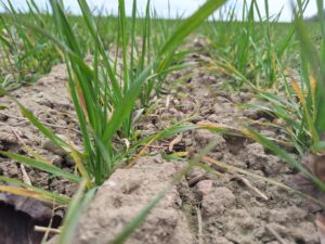 Zabiegi w pszenicy na Mazurach Zachodnich – ochrona przed chorobami i biostymulacja