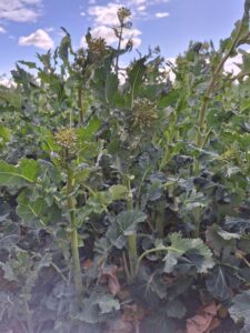 Uszkodzenia mrozowe w rzepaku w powiecie działdowskim