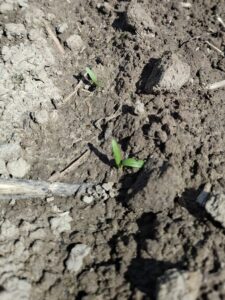 Wschody buraka cukrowego – szarek komośnik już aktywny w powiecie hrubieszowskim