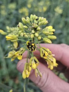 Gwałtowny atak słodyszka na Podkarpaciu: ocieplenie uaktywniło szkodniki