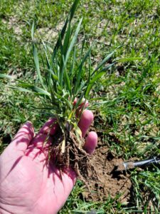 jak skutecznie wykonać zabieg T1? Odpowiadamy w komunikacie fitosanitarnym Krzysztofa Łukajewicza.